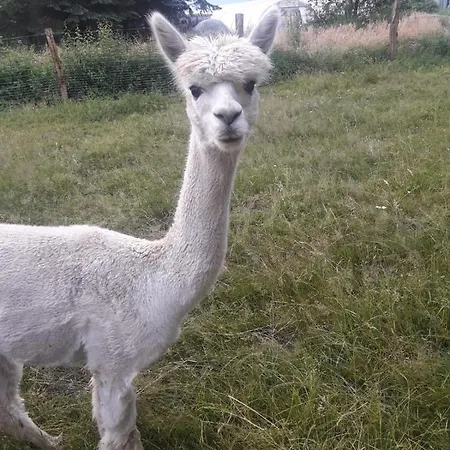 Ferienbauernhof Ennenhof Apartment Schneverdingen