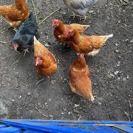 Apartment Ferienbauernhof Ennenhof Schneverdingen